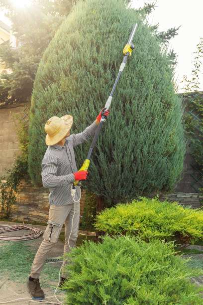 Best Fruit Tree Pruning  in Jenks, OK